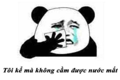 Gấu trúc khóc ảnh hài hước