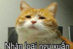Ảnh mèo hài hước cà khịa meme