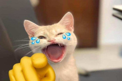 Ảnh mèo hài hước cà khịa meme