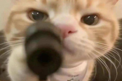 meme-meo-cam-sung-1