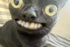 1_anh-meo-cuoi-nhe-rang-meme-hai-1