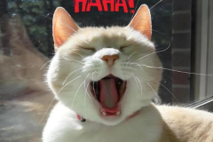 anh-meo-cuoi-haha-meme-hai-1