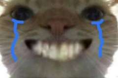 anh-meo-cuoi-nhe-rang-meme-cute-1