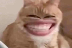 anh-meo-cuoi-nhe-rang-meme-hai-1
