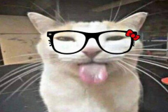 anh-meo-deo-kinh-meme-cute-1