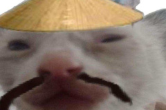 1_anh-meme-meo-doi-mu-1