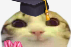anh-meme-meo-doi-mu-1