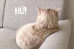 1_anh-meo-gian-doi-cute-11