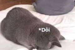 anh-meo-gian-doi-cute-11