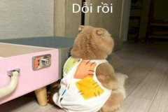 anh-meo-gian-doi-cute-dang-yeu-11