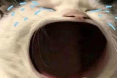 meme-anh-meo-khoc-thet-gao-1