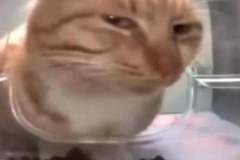 1_anh-meme-meo-luom-1