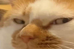 anh-meme-meo-luom-1