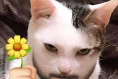 anh-meme-meo-luom-xinh-1