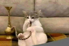 Hình ảnh meme con mèo ngầu
