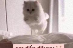 Ảnh mèo anh 34 meme siêu đáng yêu