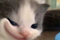 anh-meo-cuoi-deu-meme-1