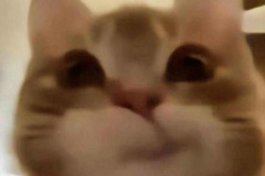 anh-meo-cuoi-deu-meme-hai-1