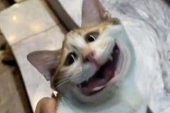 anh-meo-khoc-cuoi-meme-hai-1