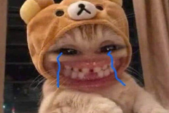 anh-meo-khoc-cuoi-meme-hai-huoc-1