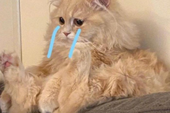anh-meo-buon-cute-khoc-1