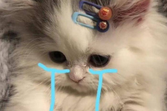 meme-anh-meo-khoc-slay-cute-1