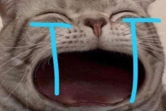 meme-anh-meo-khoc-thet-hai-1