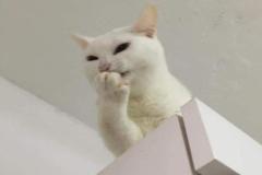 1_anh-meo-cute-cuoi-1