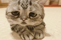 anh-mat-meo-buon-meme-1