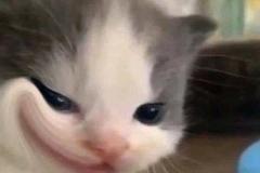 anh-meo-cuoi-deu-meme-1