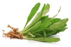 Hình ảnh cây rau mùi tàu