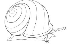 to-mau-con-oc-2