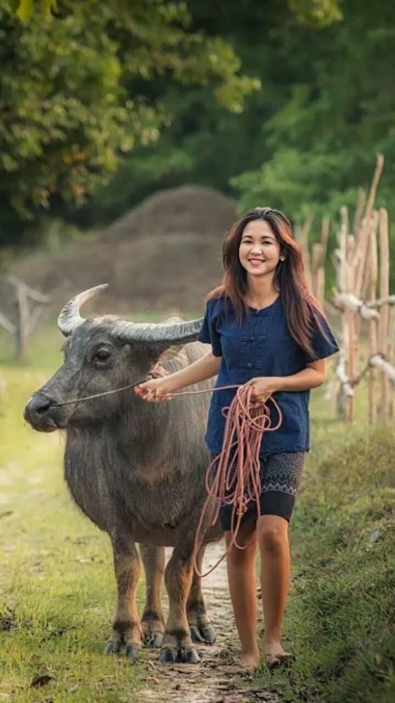 gái quê cười tươi dắt trâu