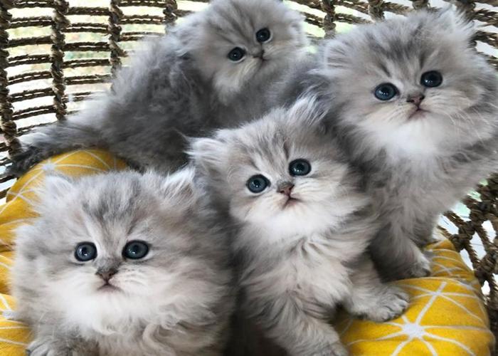 Top +69 Hình Ảnh Chụp 4 Con Mèo Cute, Vô Cùng Đáng Yêu & Ngộ Nghĩnh