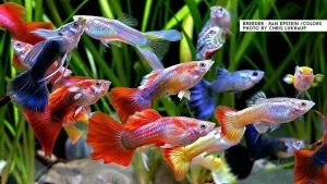 Hình Ảnh Đẹp Về Các Loại Cá Bảy Màu Phổ Biến Nhất