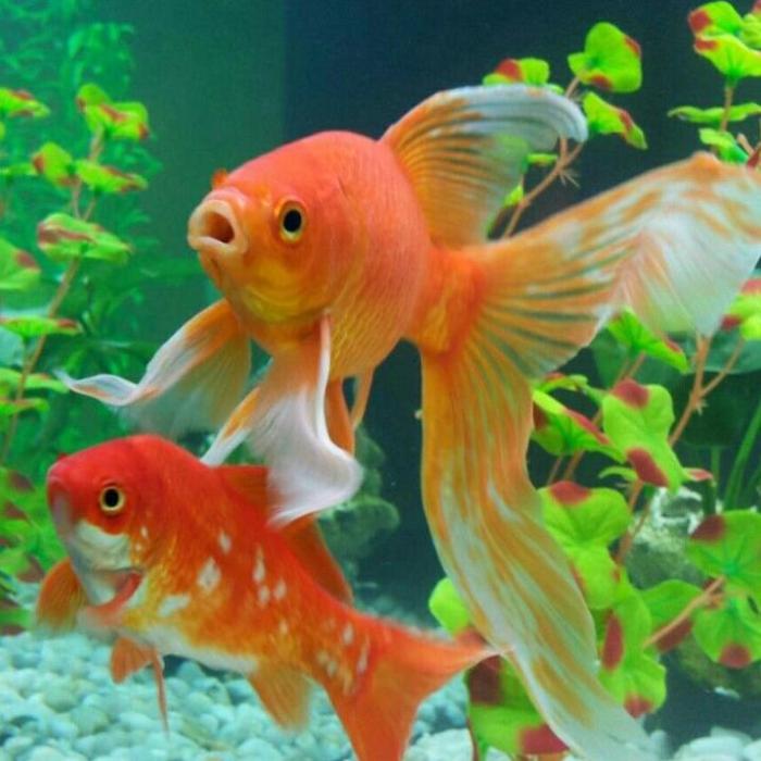 Hình ảnh cá cảnh nước ngọt cựcđẹp