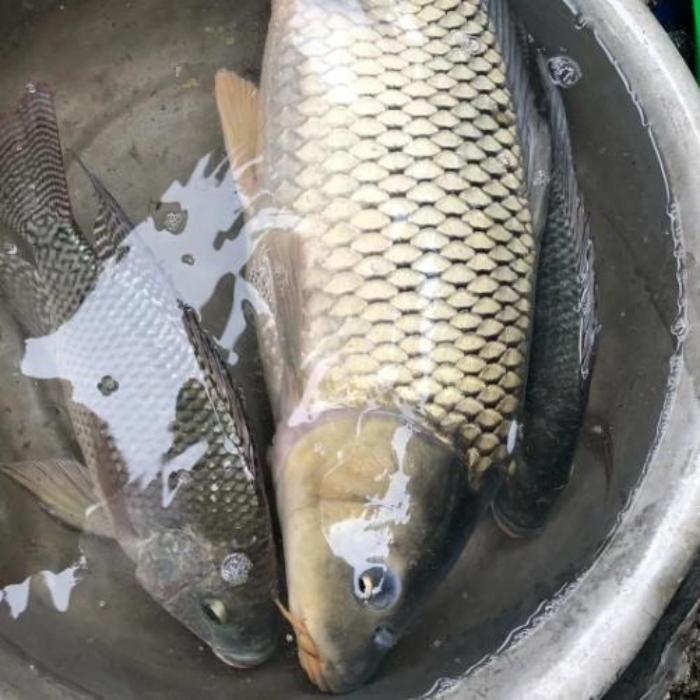 Hình cá chép phổ biến ở Việt Nam
