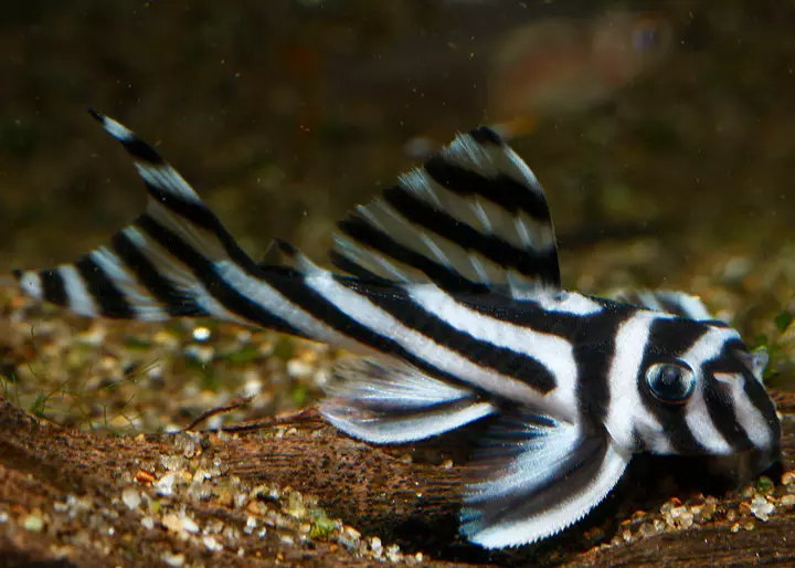 Ảnh cá dọn bể Pleco bám trên kính hồ ăn rêu.