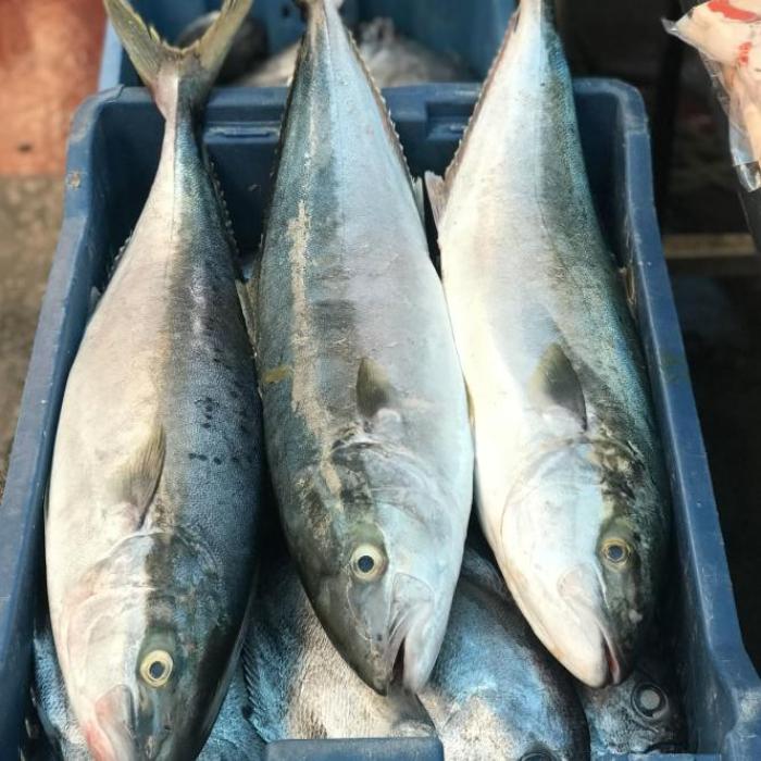 Hình ảnh cá hồi đại dương