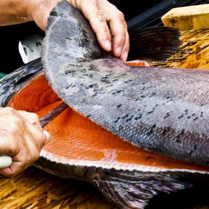 Hình ảnh cá hồi đại dương