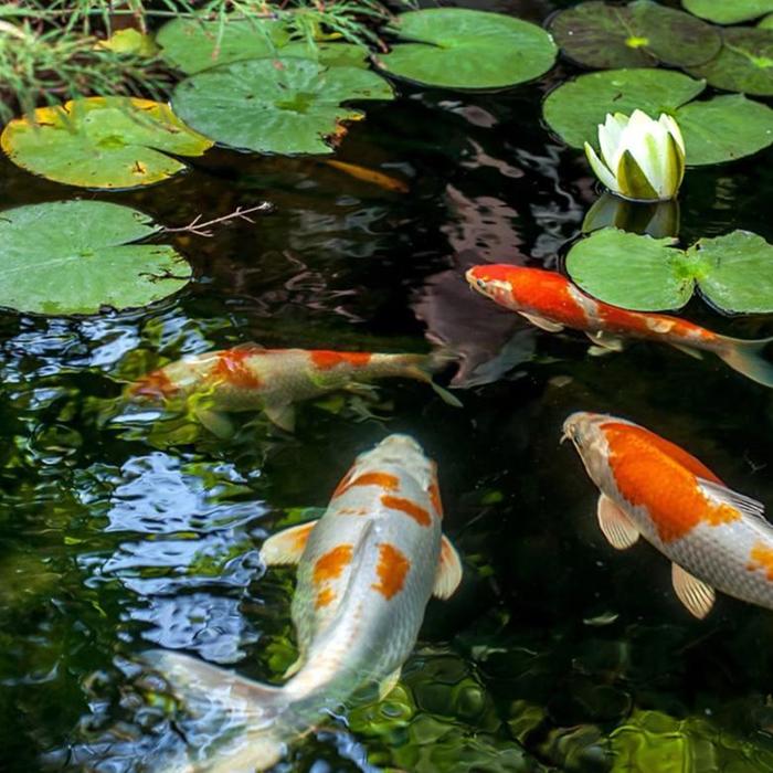 Tổng hợp hình ảnh cá Koi đáng yêu cute