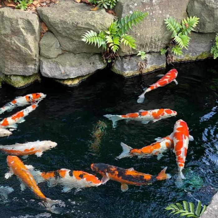 Tổng hợp hình ảnh cá Koi đáng yêu cute