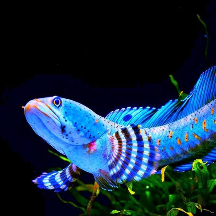 Hình ảnh cá lóc cảnh dễ thương