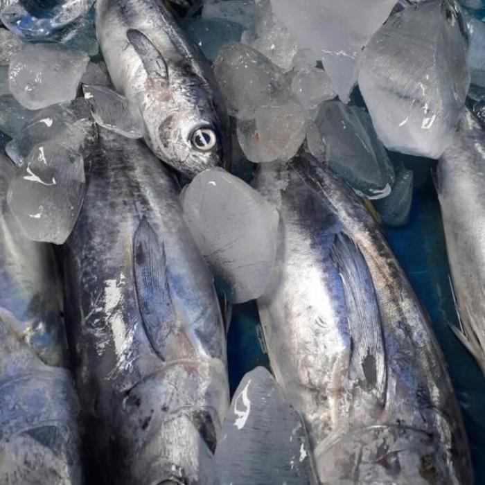 Hình ảnh cá ngừ đại dương