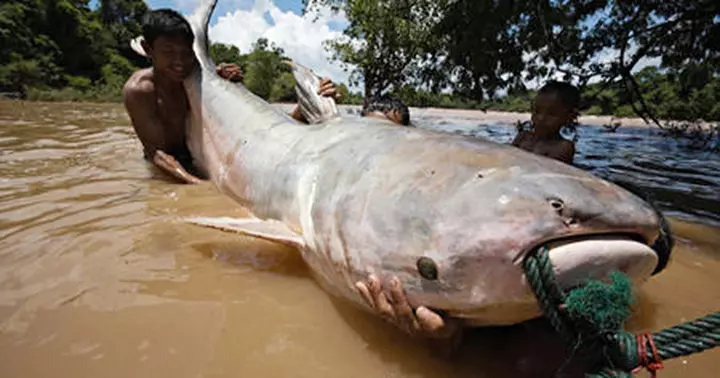 Ảnh cá nheo khổng lồ ở sông Mekong.