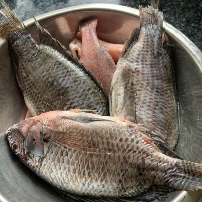 Hình ảnh cá rô phi 