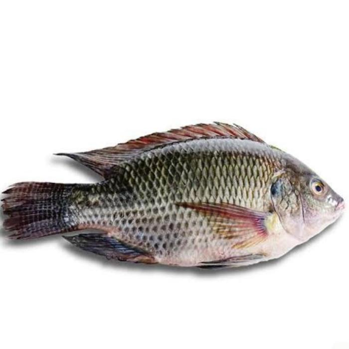 Hình ảnh cá rô phi 