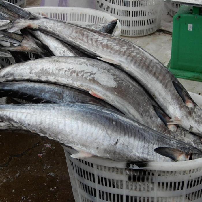 Hình ảnh cá thu đại dương