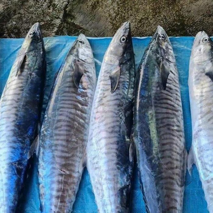 Hình ảnh cá thu đại dương