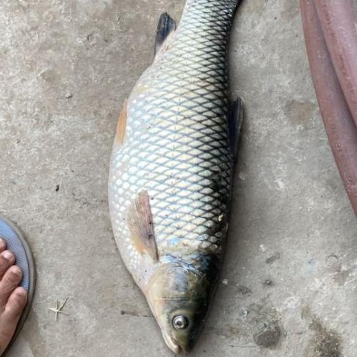 Bộ sưu tập ảnh cá trắm 